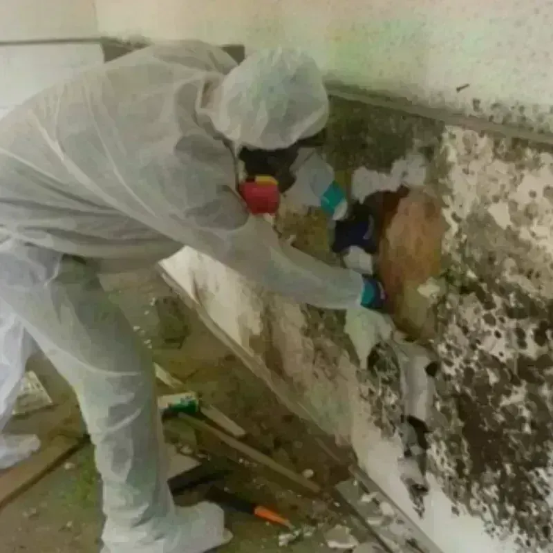 Mold Remediation and Removal in Eureka County, NV